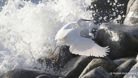 Egret Rocks - Gallery-by-the-Sea Carmel