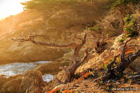 Monterey Cypress - Gallery-by-the-Sea Carmel