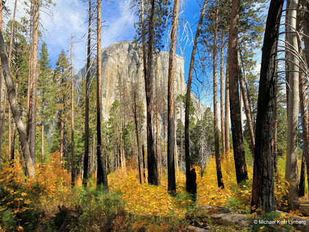 Yosemite National Park Art Beauty from Ashes - Gallery-by-the-Sea Carmel