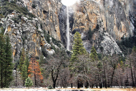 Bridalveil Falls Trees - Gallery-by-the-Sea Carmel