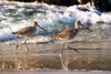 Marbled Godwits - Gallery-by-the-Sea Carmel