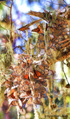 Monarch Butterflies Pacific Grove - Gallery-by-the-Sea Carmel