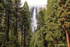 Yosemite Falls Trees - Gallery-by-the-Sea Carmel