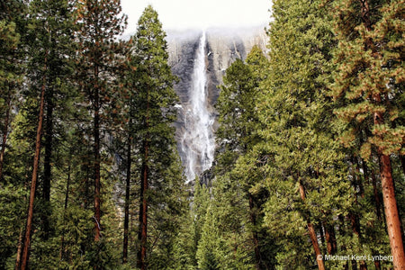 Yosemite Falls Trees - Gallery-by-the-Sea Carmel