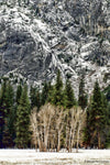 Yosemite Trees - Gallery-by-the-Sea Carmel